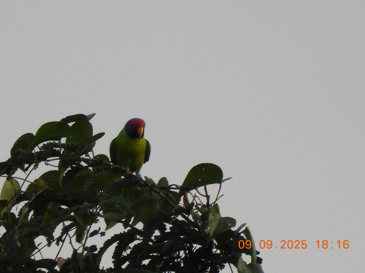 Plum-headed Parakeet - ML641607374