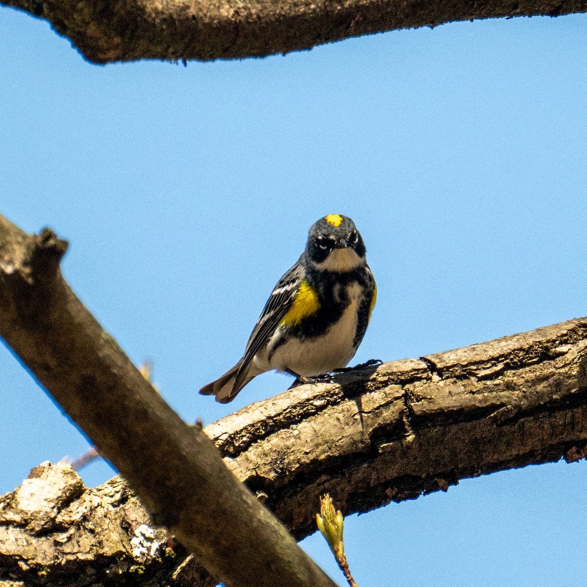 Yellow-rumped Warbler - ML641607390