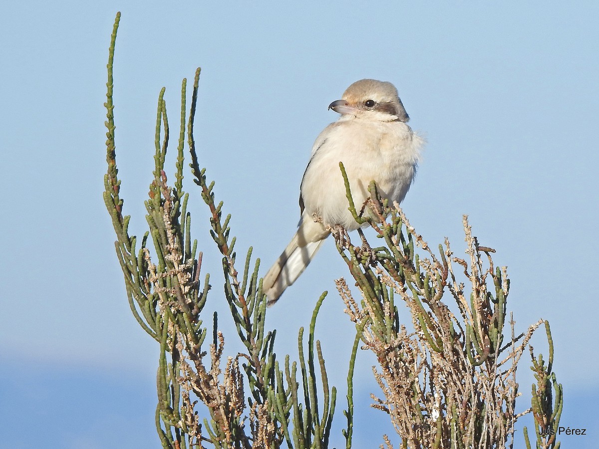 Pie-grièche grise (pallidirostris) - ML641607408