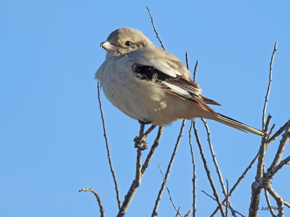 Pie-grièche grise (pallidirostris) - ML641607409