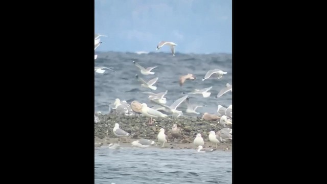 Glaucous Gull - ML641607420