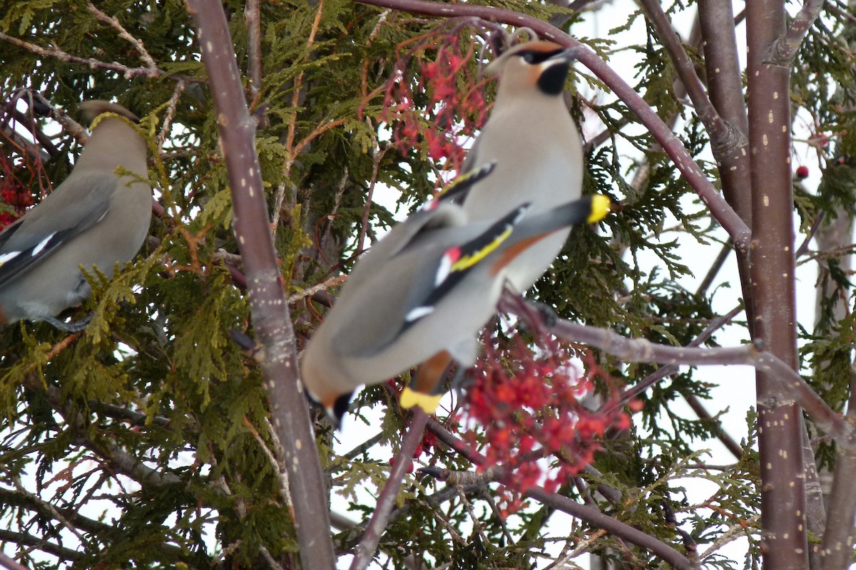 Bohemian Waxwing - ML641607450