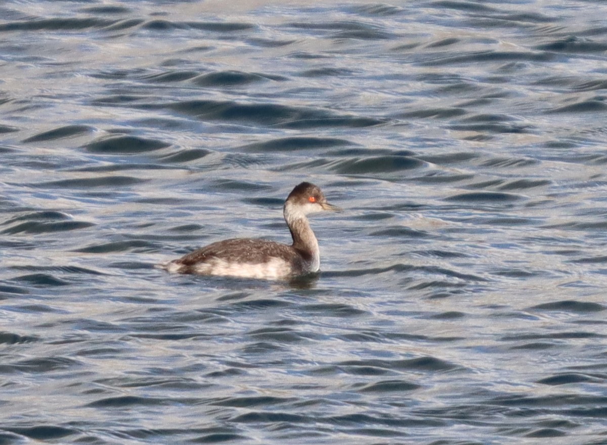 Eared Grebe - ML641607478