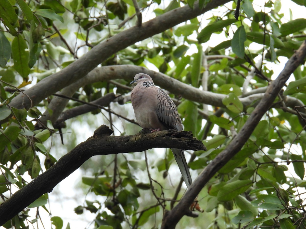 Spotted Dove - ML641607481
