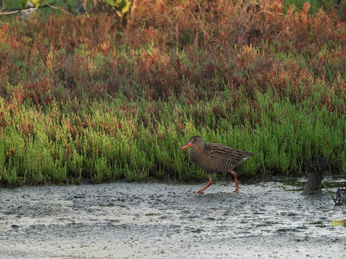 Mangrove Rail - ML641607489