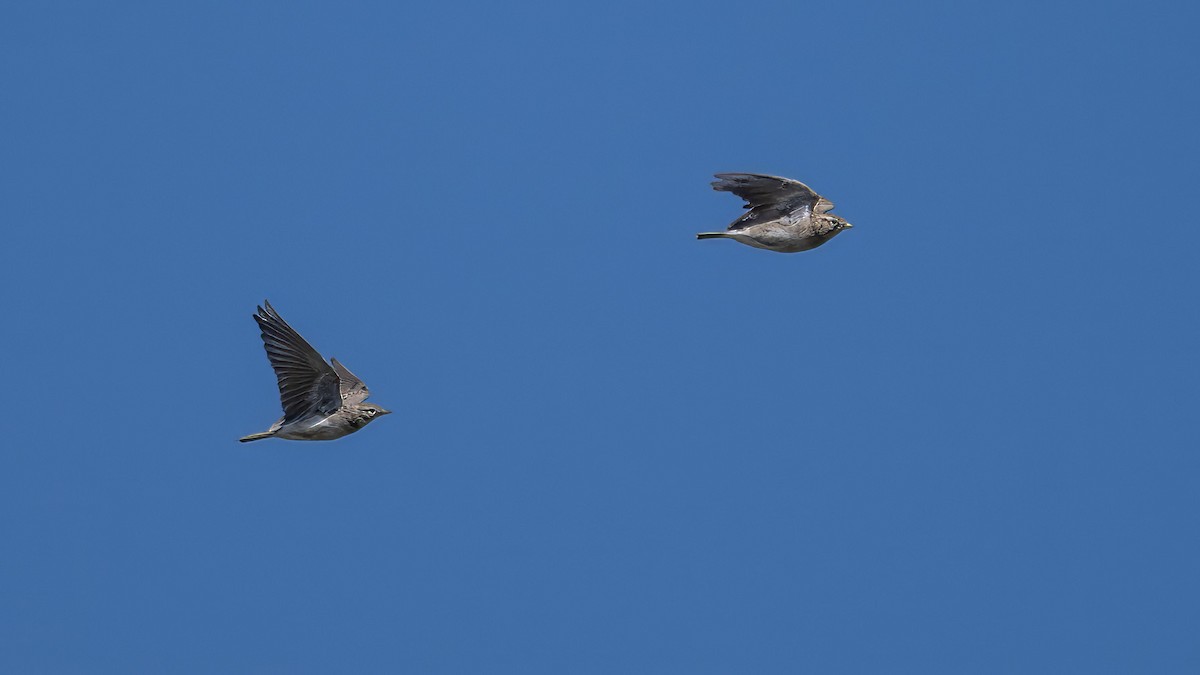 Greater Short-toed Lark - ML641607500