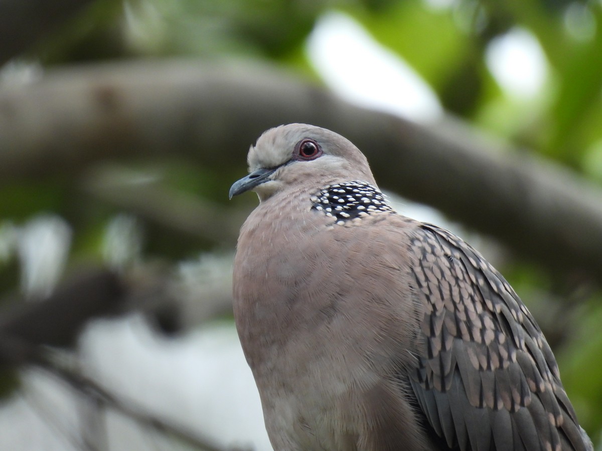 Spotted Dove - ML641607517