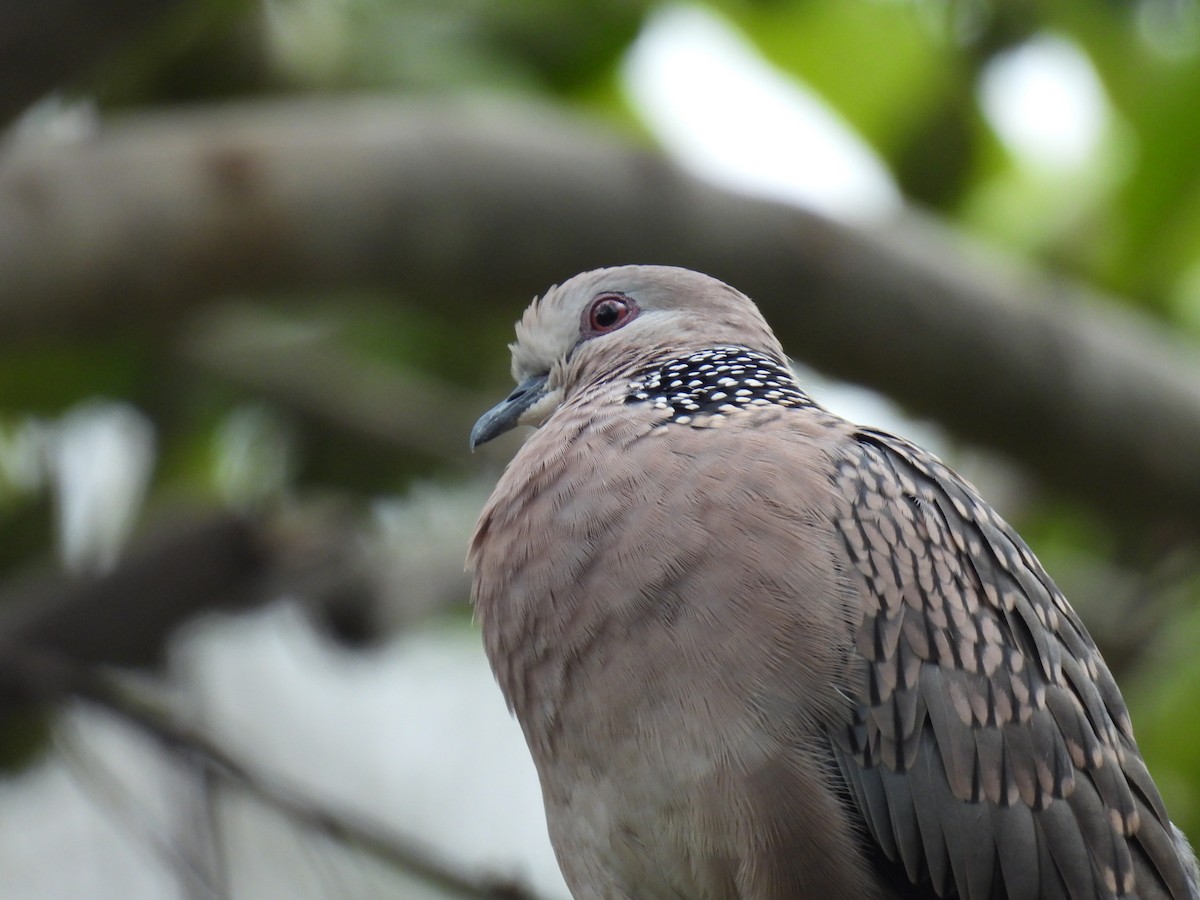 Spotted Dove - ML641607518