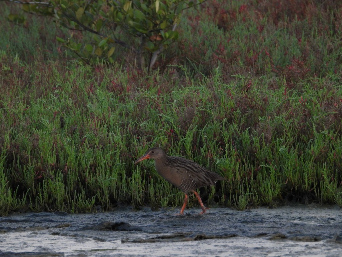 Mangrove Rail - ML641607524