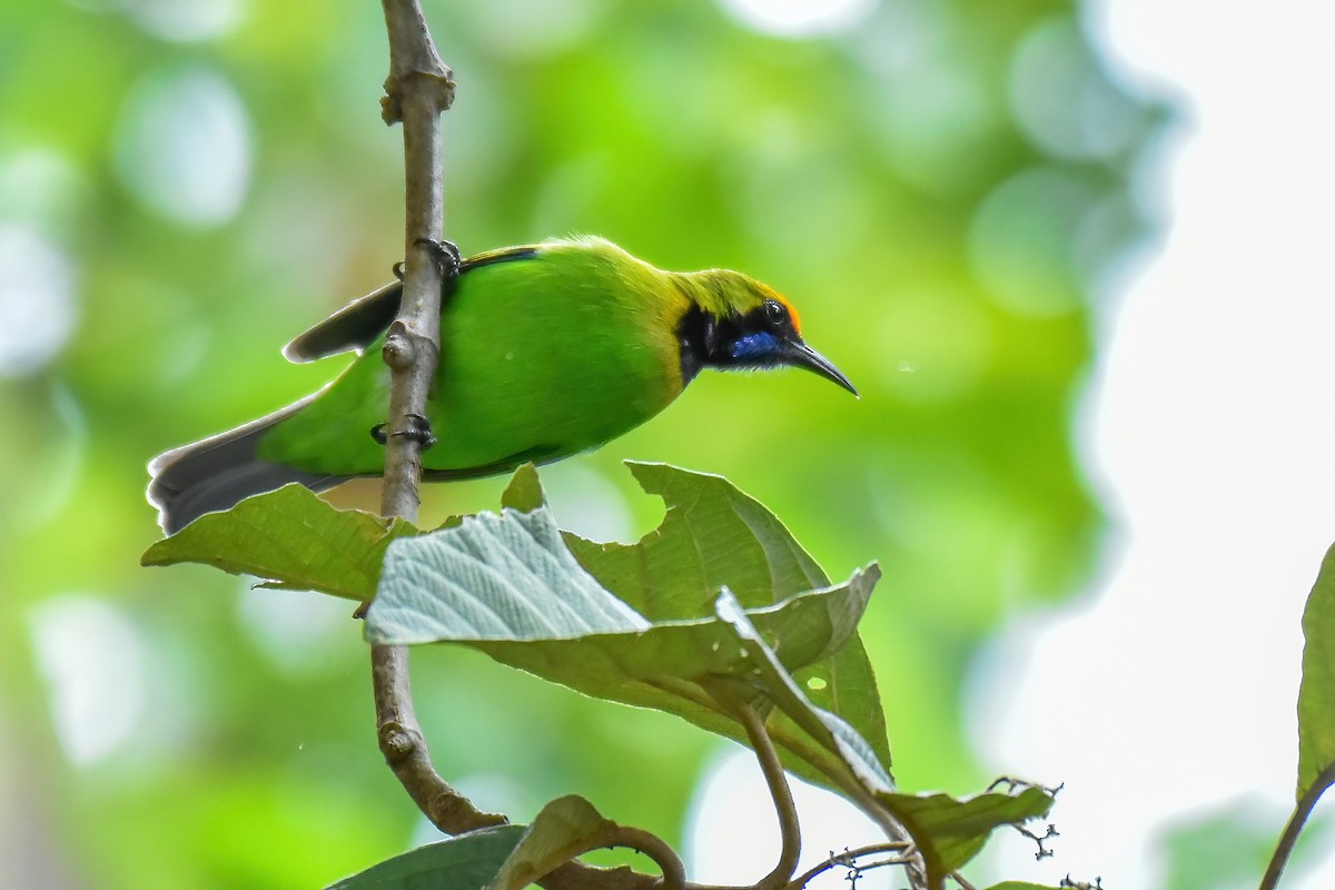 Golden-fronted Leafbird - ML641607571