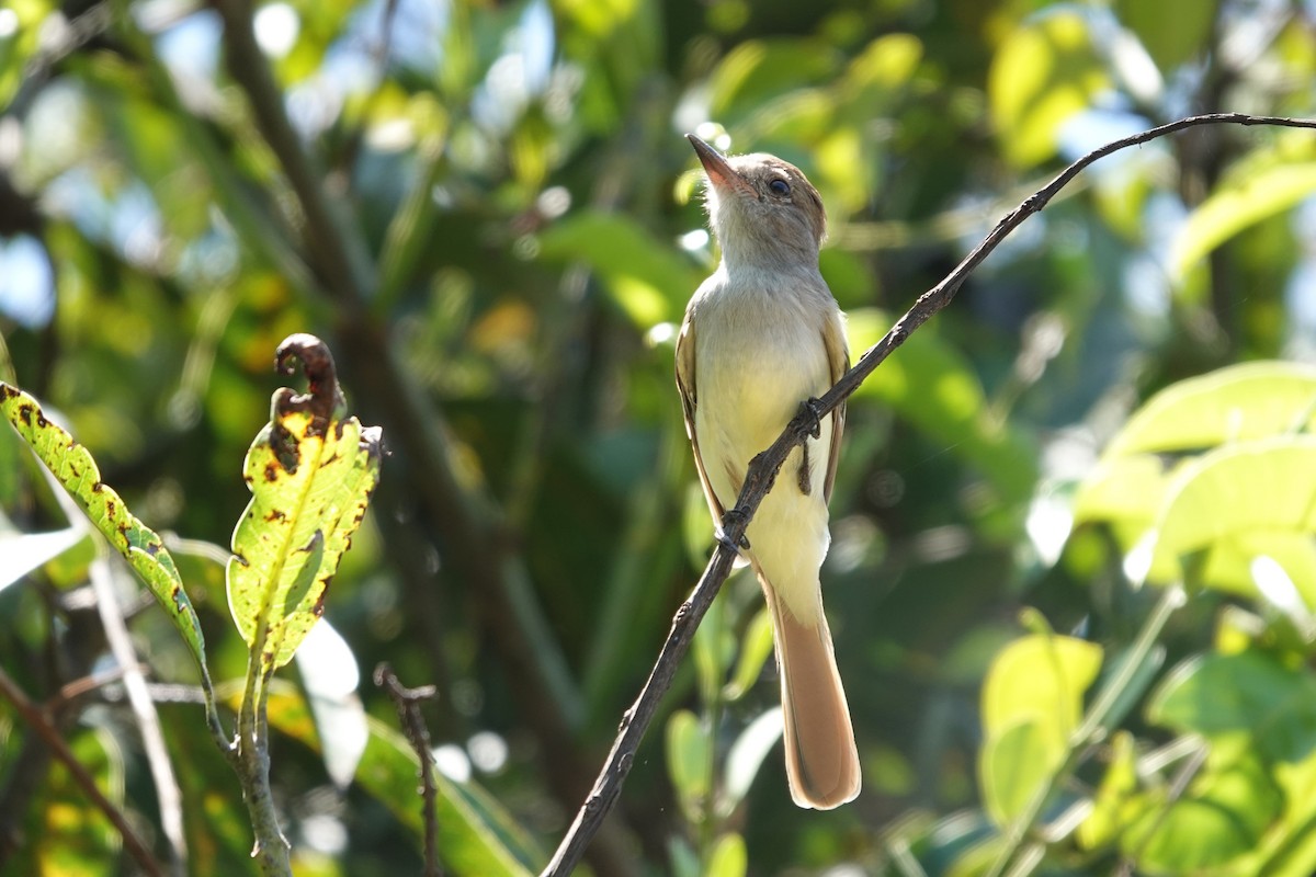 Nutting's Flycatcher - ML641607574