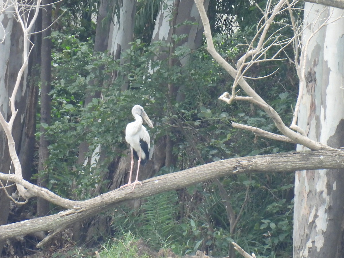 Asian Openbill - ML641607583