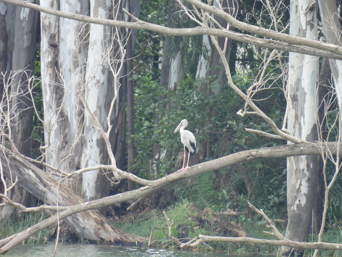 Asian Openbill - ML641607584