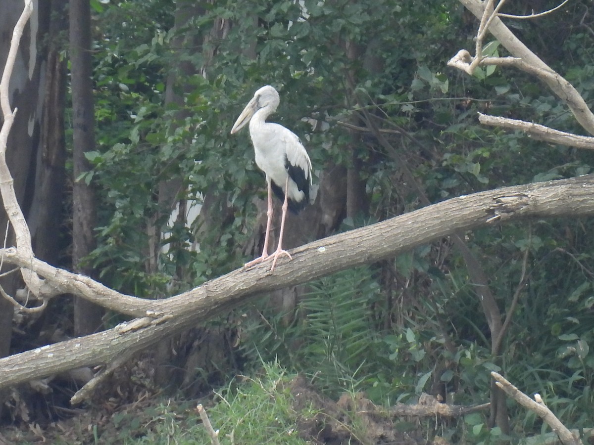 Asian Openbill - ML641607585