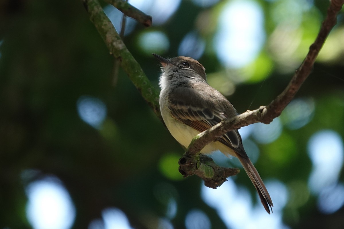 Nutting's Flycatcher - ML641607586
