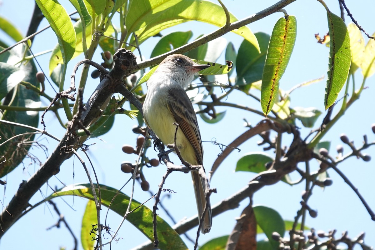 Nutting's Flycatcher - ML641607593