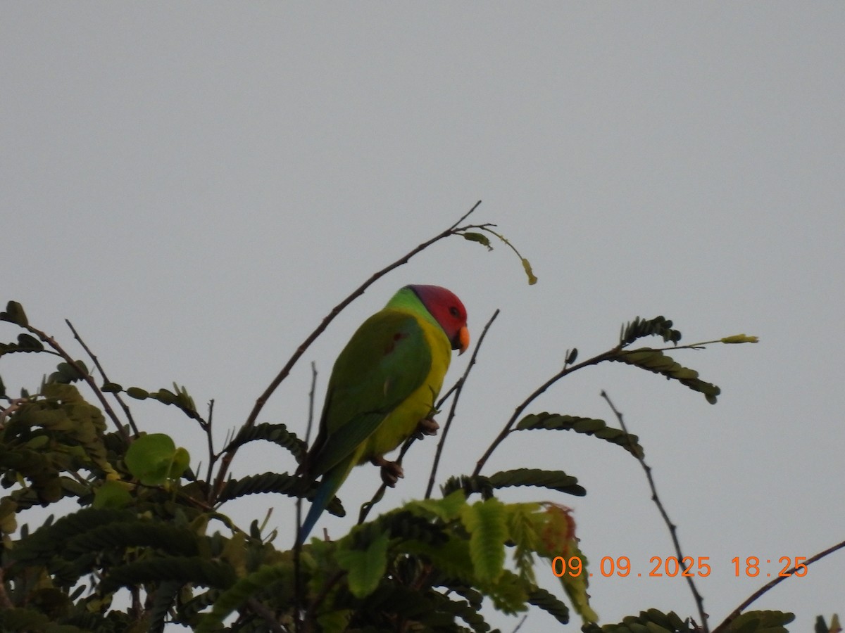 Plum-headed Parakeet - ML641607610