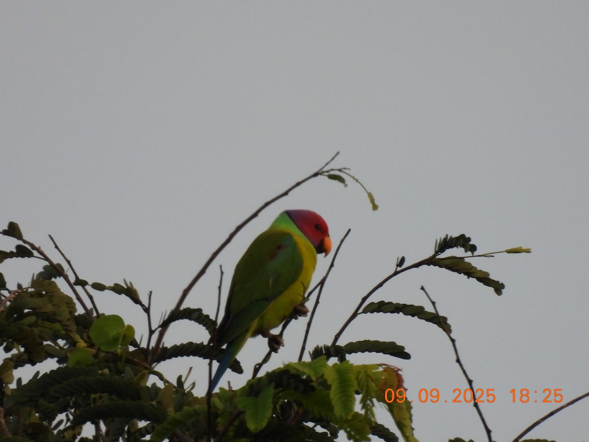 Plum-headed Parakeet - ML641607611