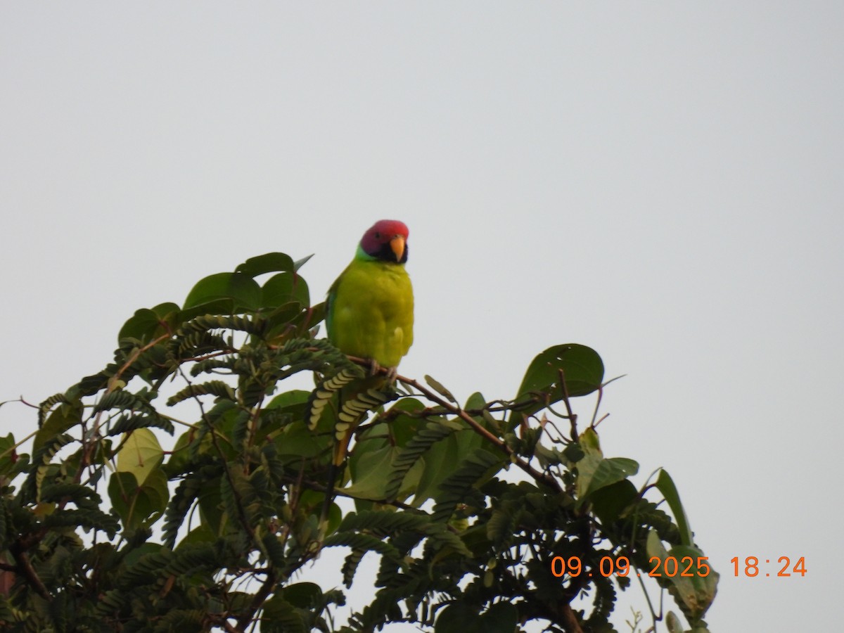 Plum-headed Parakeet - ML641607612