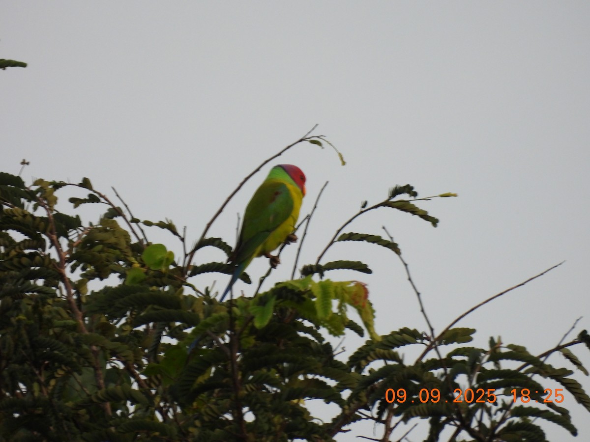 Plum-headed Parakeet - ML641607613