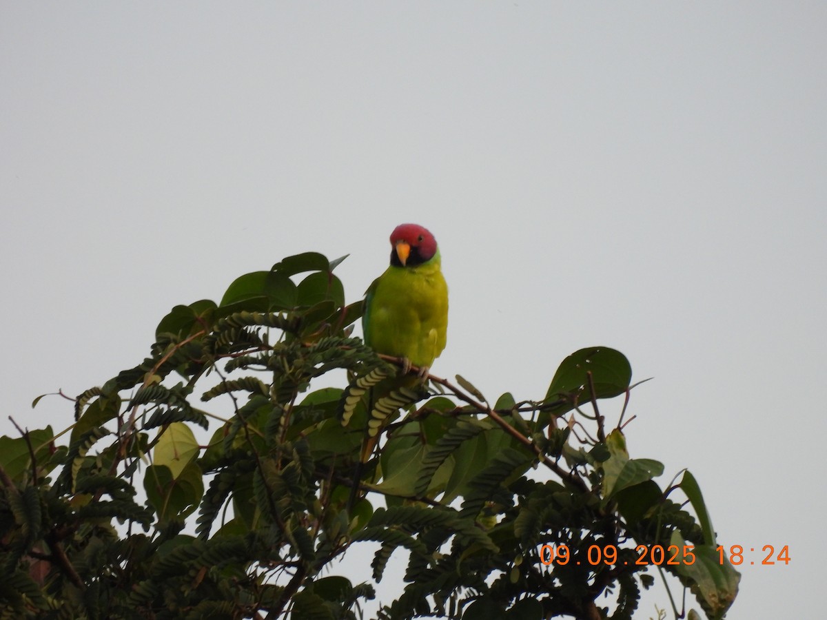 Plum-headed Parakeet - ML641607614
