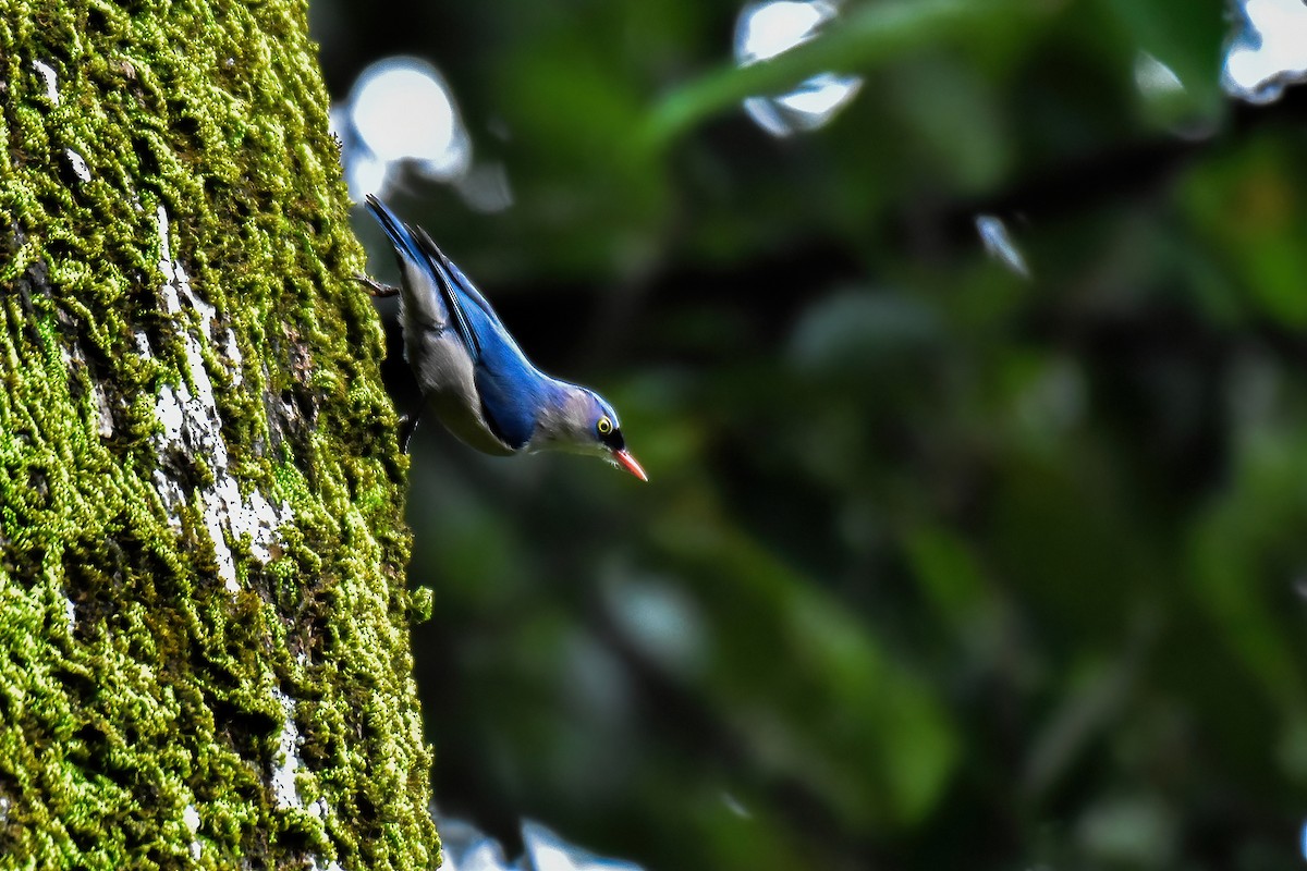 Velvet-fronted Nuthatch - ML641607617
