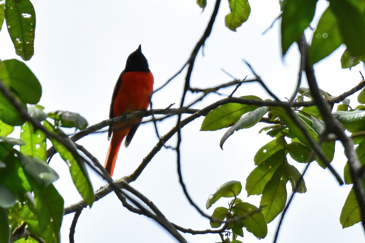 Scarlet Minivet - ML641607628