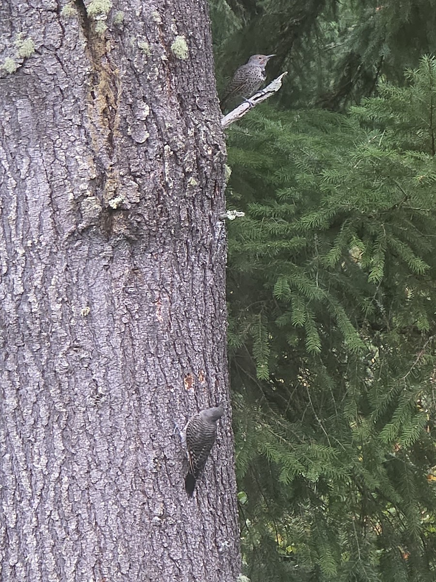 Northern Flicker - ML641607635