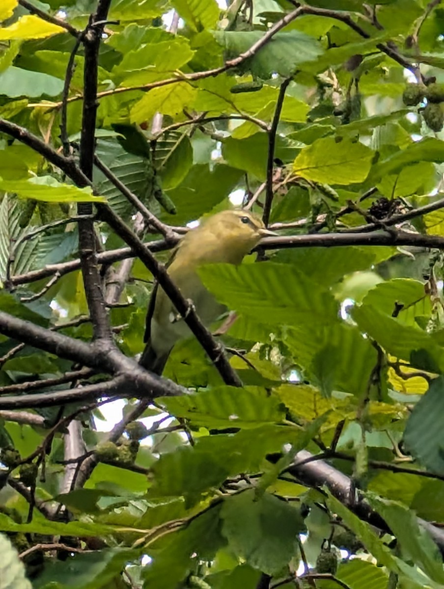 Tennessee Warbler - ML641607652