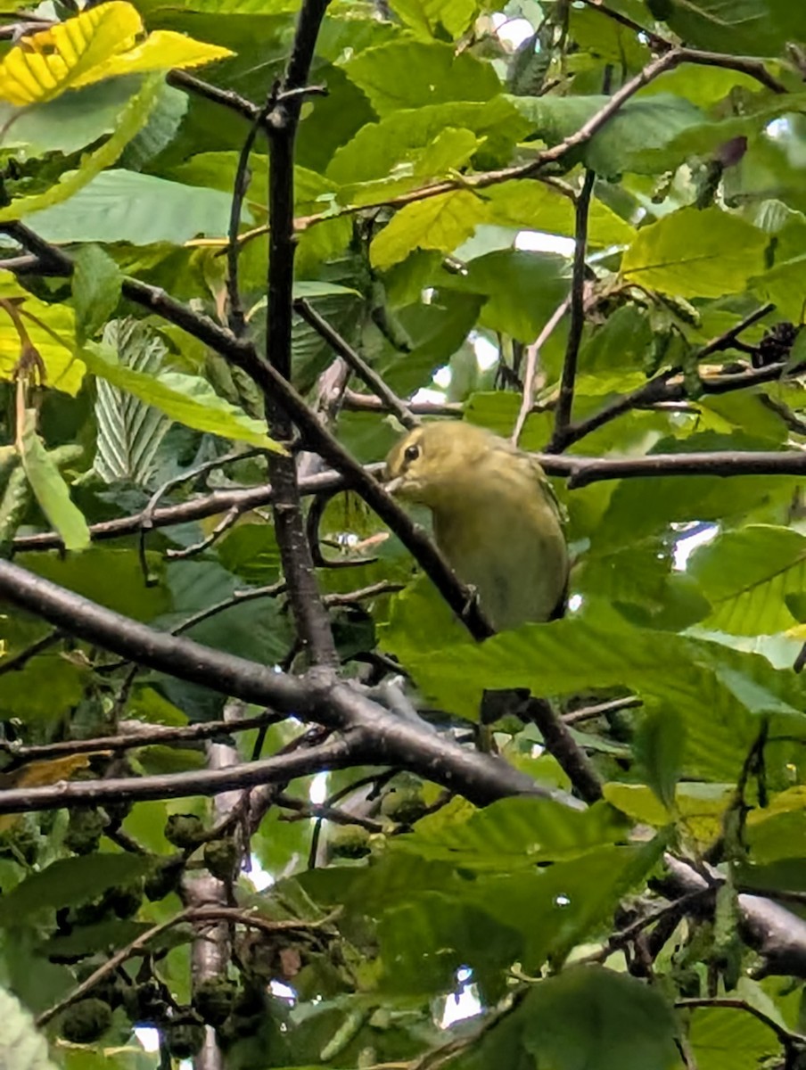Tennessee Warbler - ML641607653
