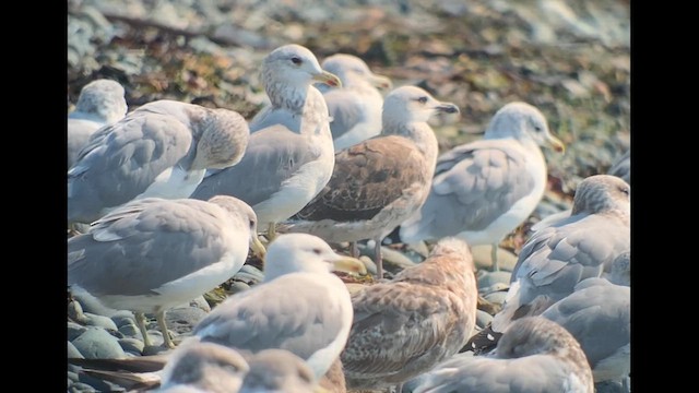 Lesser Black-backed Gull - ML641607682