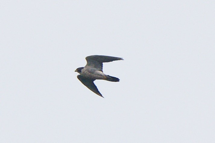 Peregrine Falcon - ML641607711