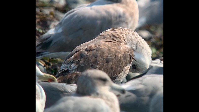 Lesser Black-backed Gull - ML641607739
