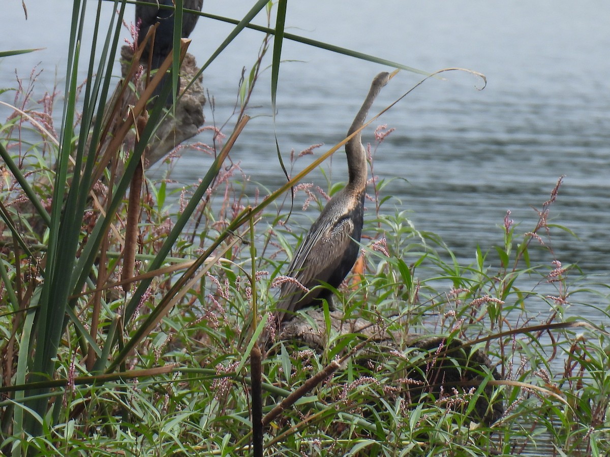 Oriental Darter - ML641607743