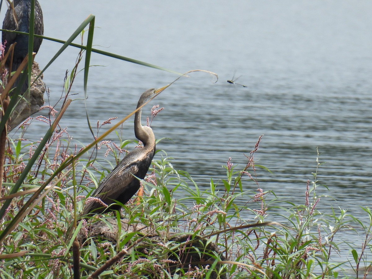 Oriental Darter - ML641607744