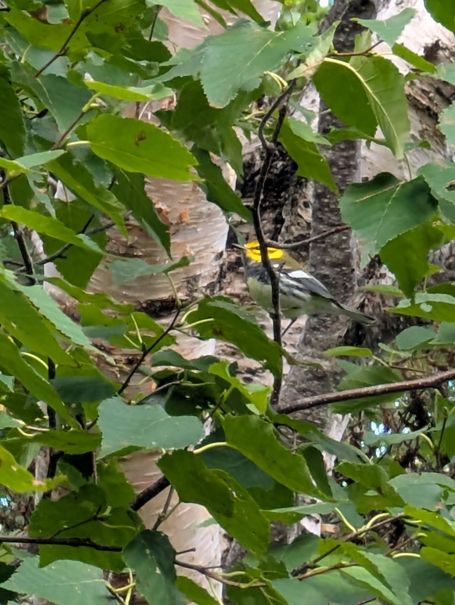 Black-throated Green Warbler - ML641607763