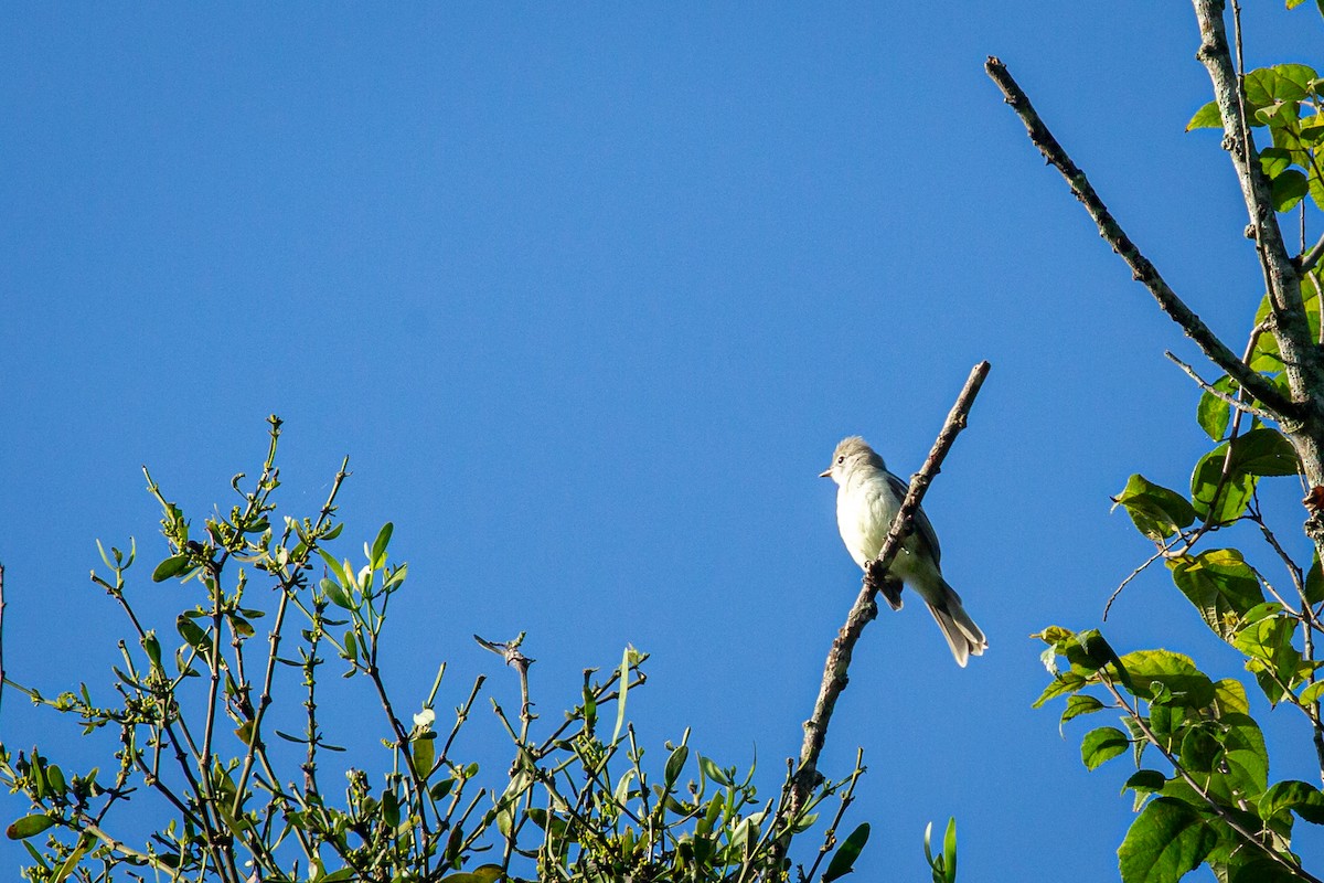 Yellow-bellied Elaenia - ML641607804