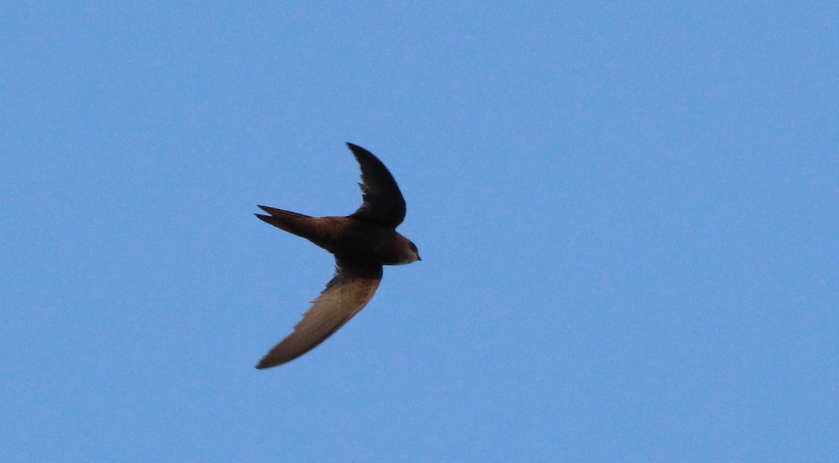Pallid Swift - ML641607812