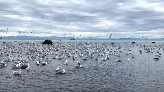 Larus, unbestimmt - ML641607905