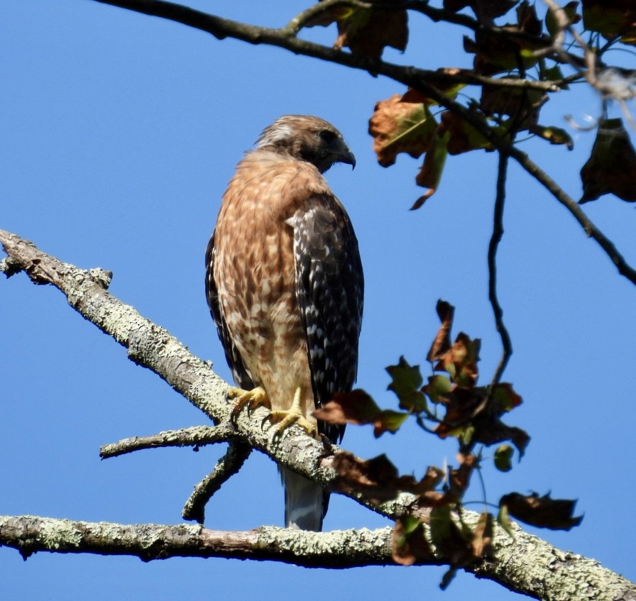 Red-shouldered Hawk - ML641607951