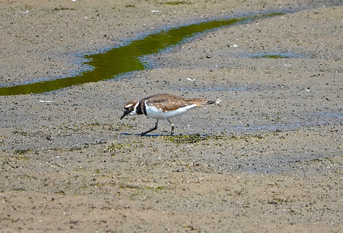 Killdeer - ML641607953
