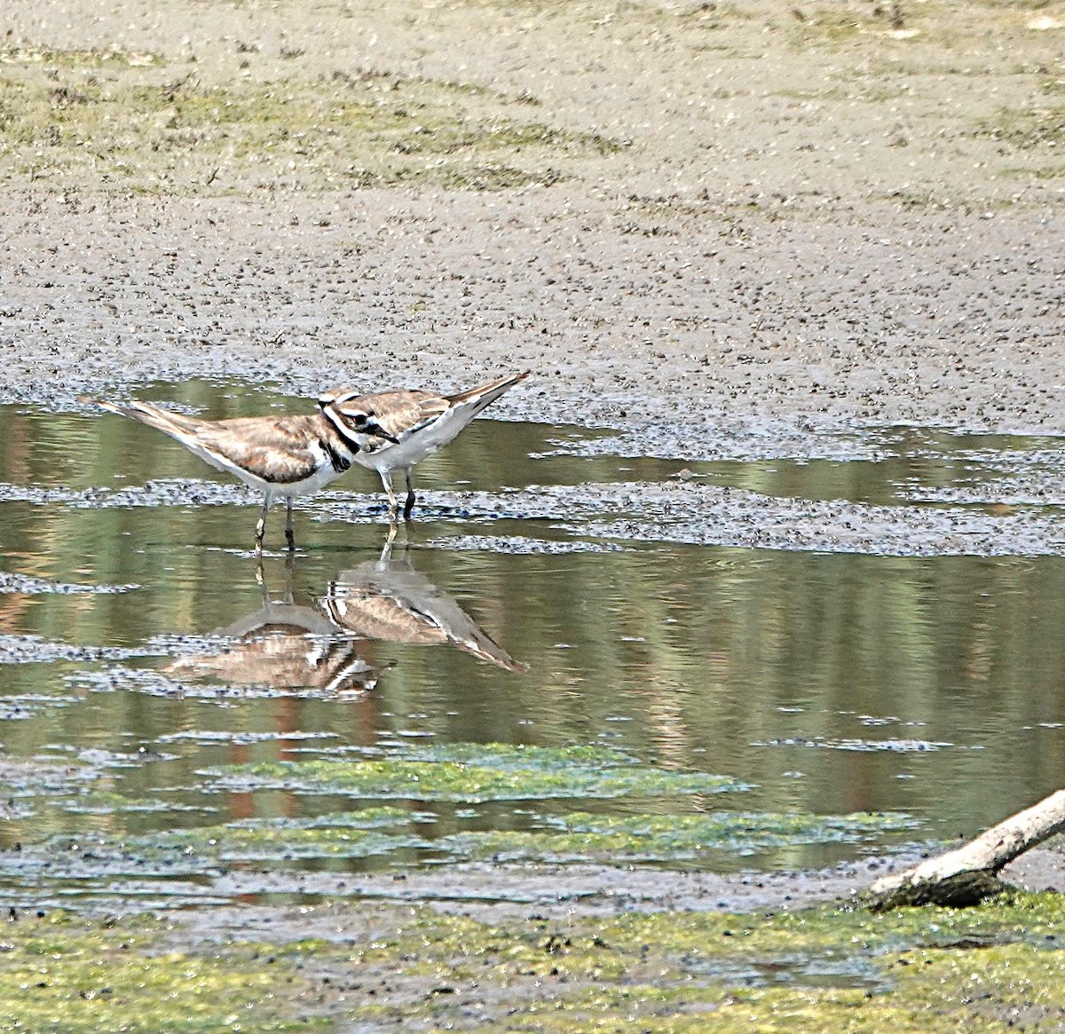 Killdeer - ML641607957