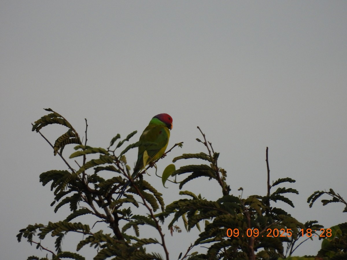 Plum-headed Parakeet - ML641607993