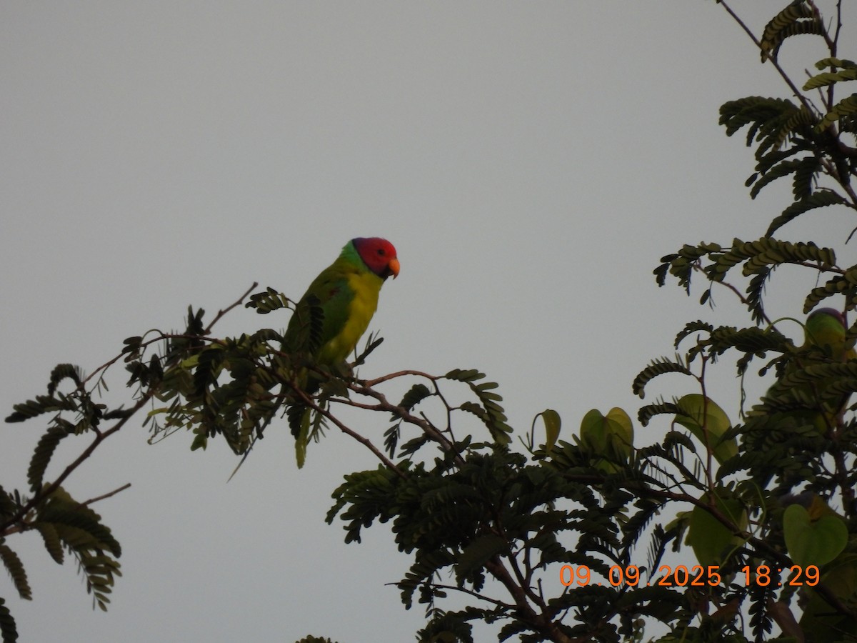 Plum-headed Parakeet - ML641607994