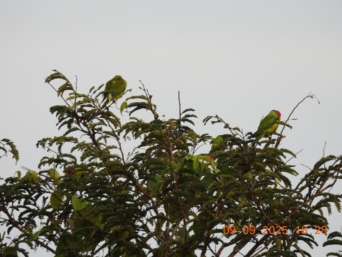 Plum-headed Parakeet - ML641607995