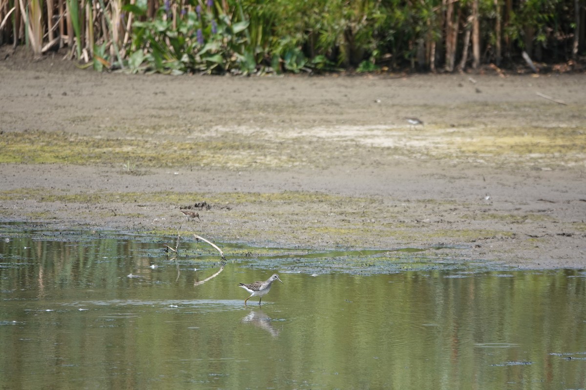 Lesser Yellowlegs - ML641608010