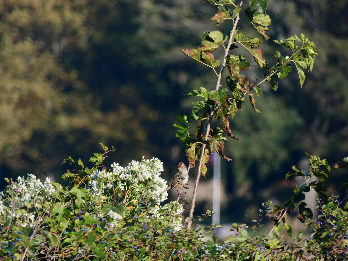 White-crowned Sparrow - ML641608038