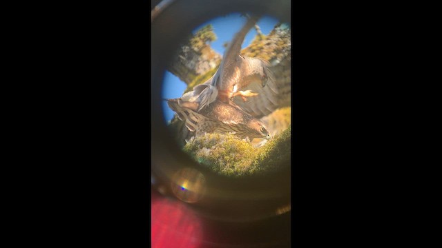 Cooper's Hawk - ML641608065
