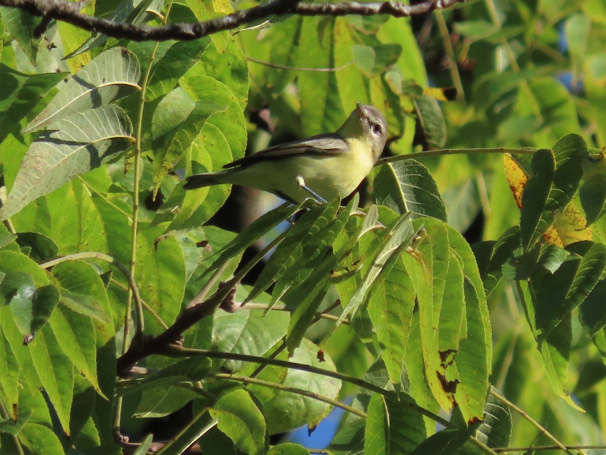 セアカモズモドキ - ML641608109