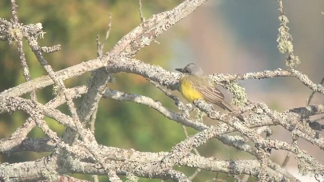 Tropical Kingbird - ML641608123